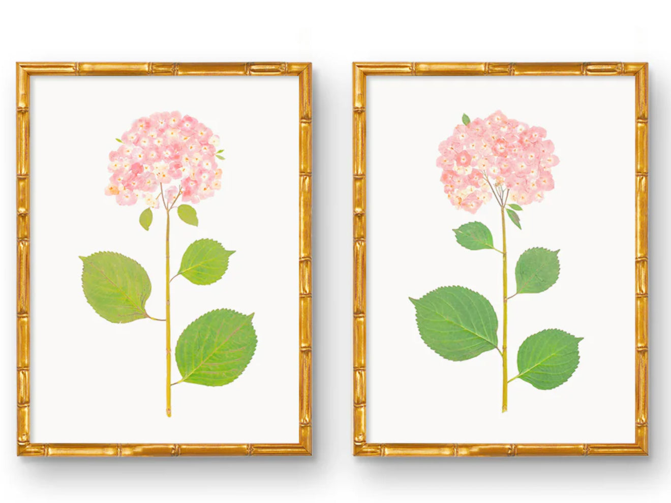 Framed Blush Hydrangea Print (18”x24”)