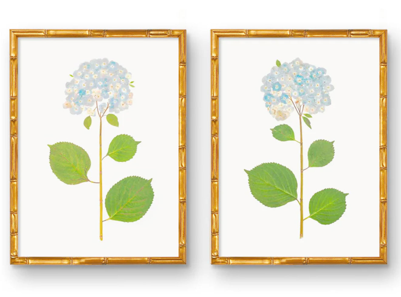 Framed Blue Hydrangea Print (18”x24”)