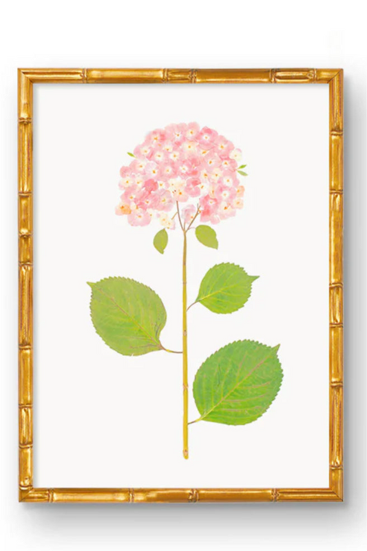 Framed Blush Hydrangea Print (18”x24”)