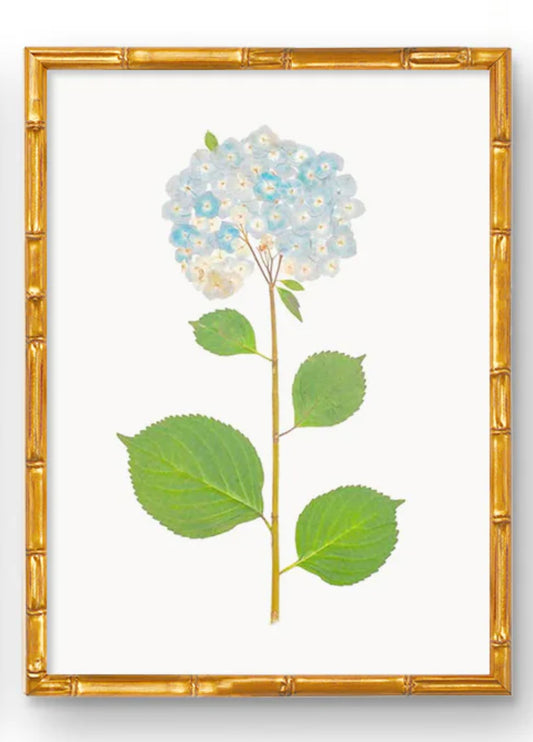 Framed Blue Hydrangea Print (18”x24”)